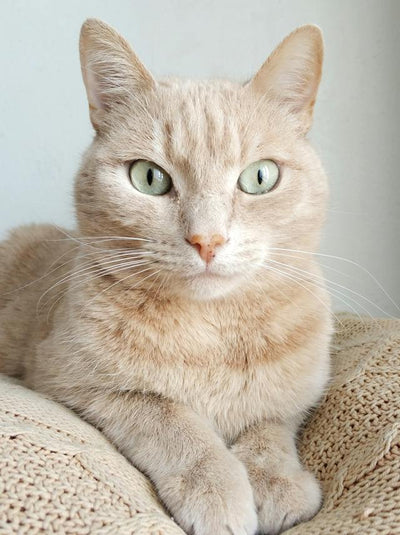 why cats do not blink