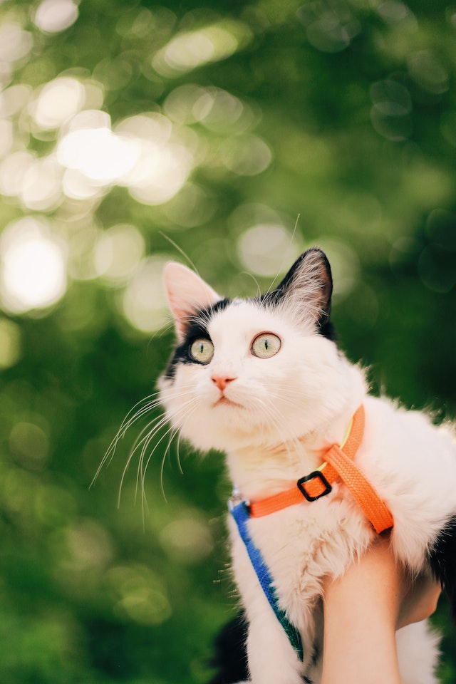 How To Leash Your Cat Safely