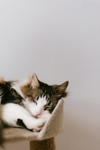 What Cats are Dreaming About?