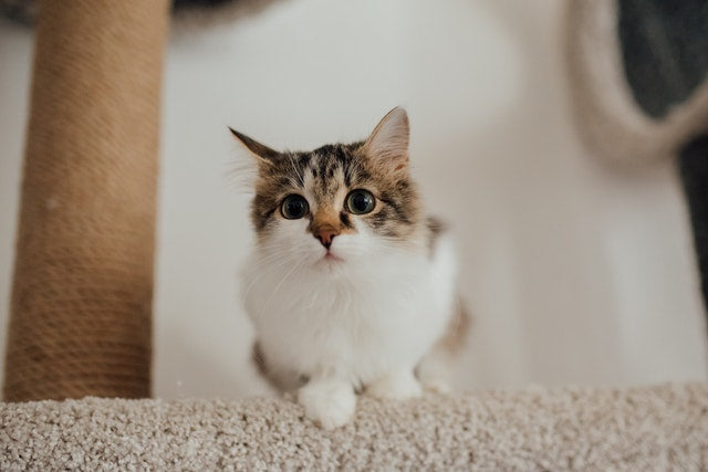 what is my cat age