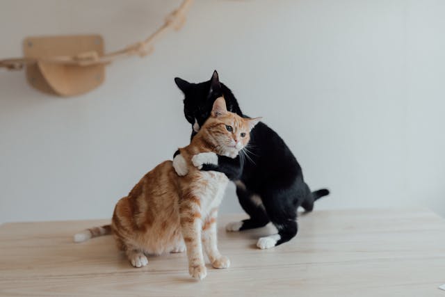 Are Your Cats Happy?