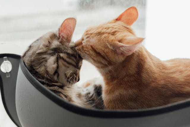 Should I Get a Second Cat?