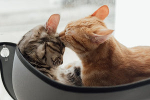 Should I Get a Second Cat?