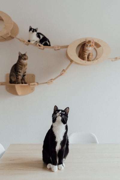 5 Best Cat Products That Will Change Your Life