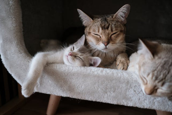 Male vs Female Cats Litter Box Habits