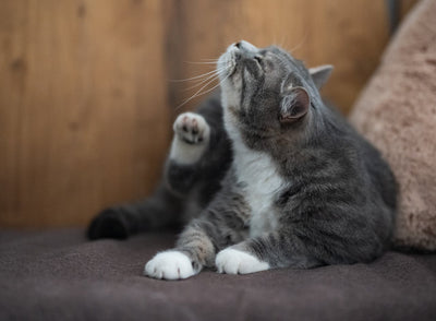 Why Indoor Cats Get Ear and Chin Mites?