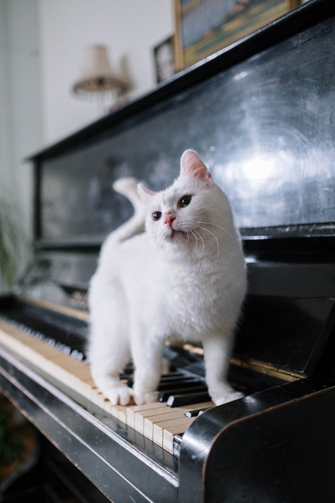white cat standing on a grand piano