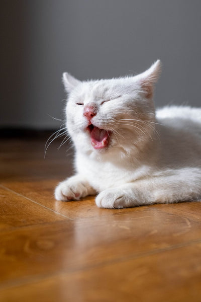 How to keep cat flu away?