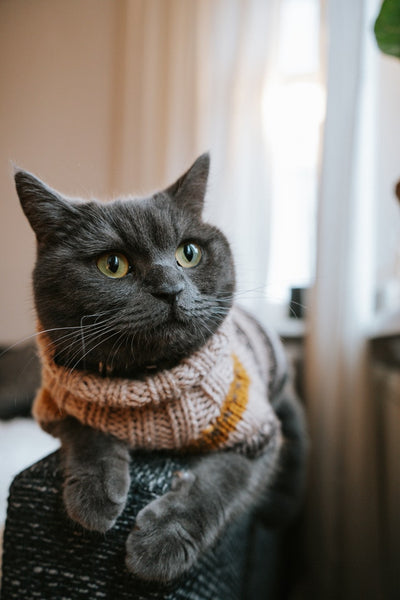 blue british shorthair cat wearing a brown sweater