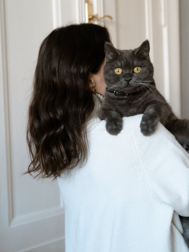 how to make cats like you