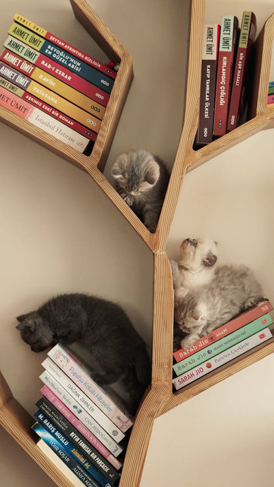 50 Fascinating Facts About Cats 