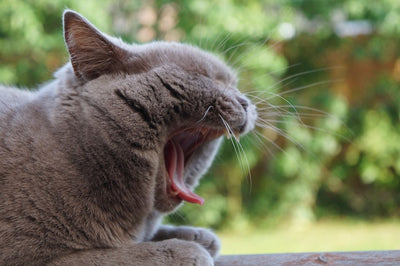 Why Do Cats Vomit?