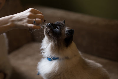 Girl feeding a Siamese cat with cat food