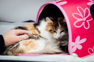 Neutered long-haired calico cat recovering in a pink carrier bag