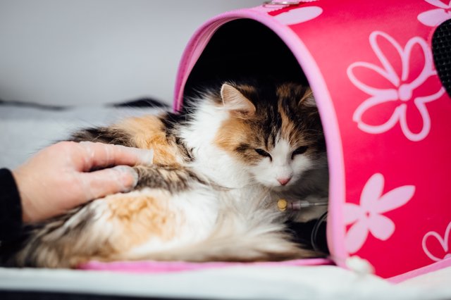 Neutered long-haired calico cat recovering in a pink carrier bag