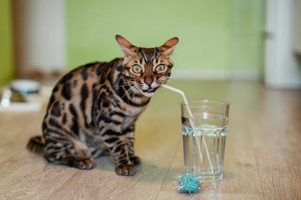 How to Hydrate Your Cat During Malaysia's 2024 Heatwave