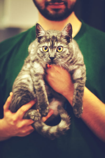 A veterinarian holding a sick tabby cat with urinary issues