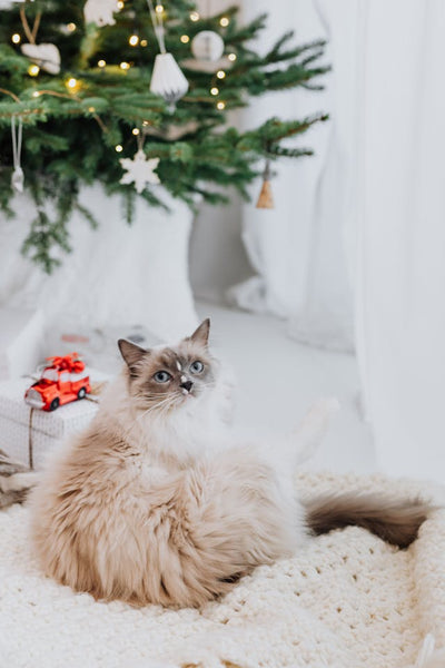 How Many Days Can Cats Be Left Alone at Home During Holiday Season?