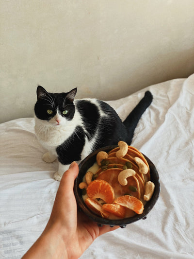 Should I feed my cats wet food, dry food, or both?