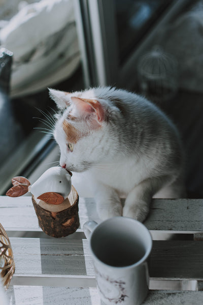 Why Do Cats 'Talk' To Birds?