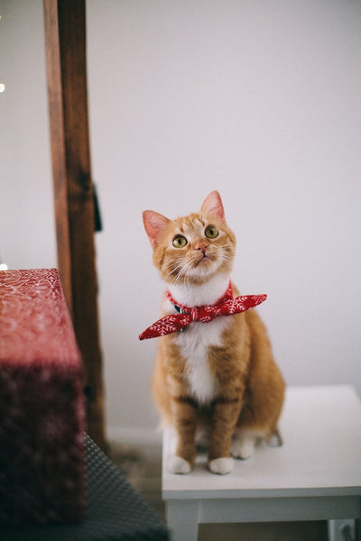 How often to deworm your cats?