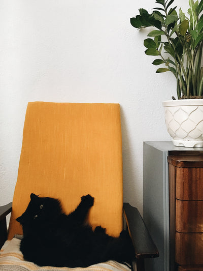 Do Black Cats Really Bring Bad Luck?