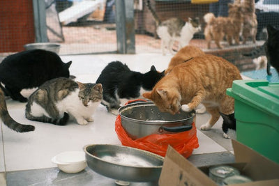 cats adoption in malaysia