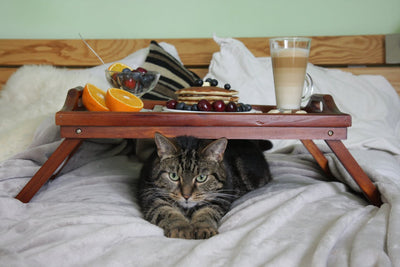 Can Cats Tell Time Like Humans?