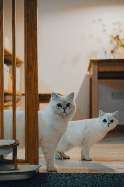 Cat Boarding vs. Cat Sitting: Choosing the Best Holiday Care