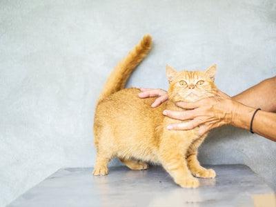 What Benefits of Joining a Cat Competition? 