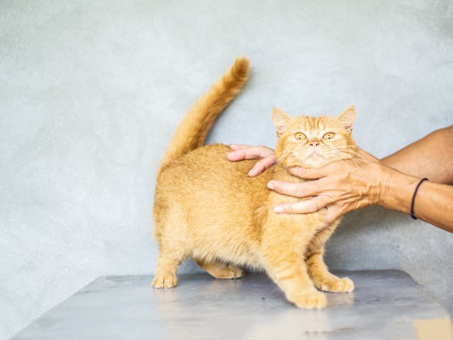 What Benefits of Joining a Cat Competition? 