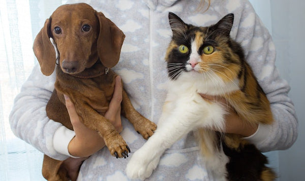 Can Cats and Dogs Live Together?