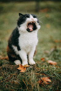 Why Do Some Cats Meow More Than Others?
