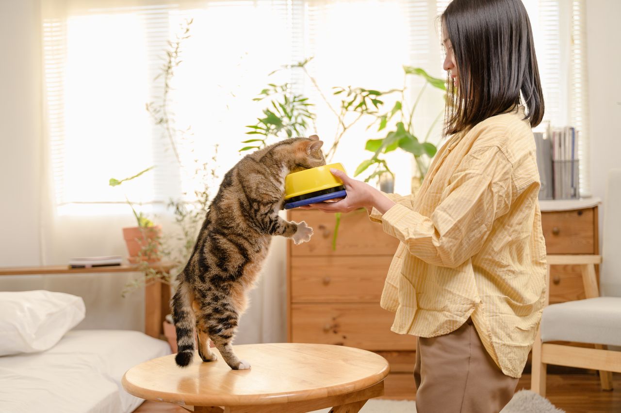 is your cat food safe?
