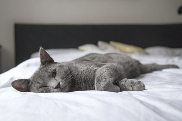 Why Do Cats Sleep So Much?