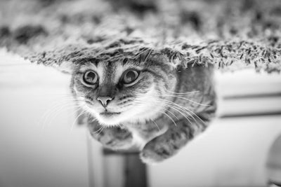 Are Cats Color Blind?