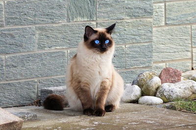 Why Cats Have Colourful Eyes?
