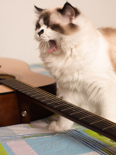 How to effectively treat cat hairballs