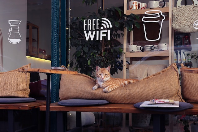 cat cafe 