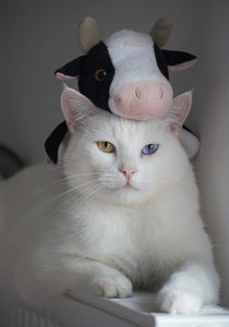 What Does Your Cat’s Eye Color Mean?