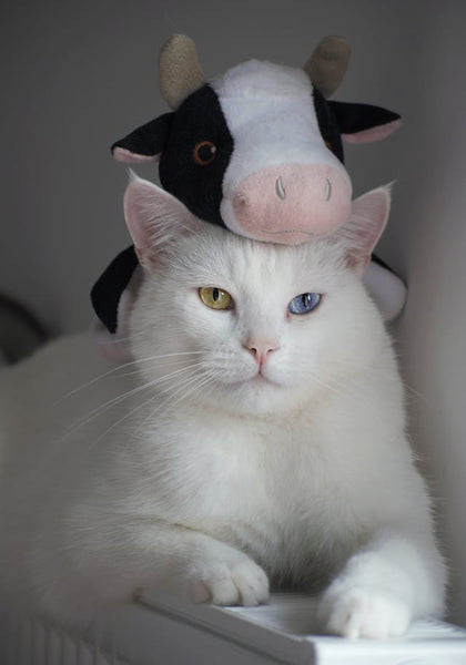 What Does Your Cat’s Eye Color Mean?