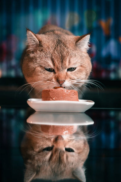 Is Fish Enough For Your Cats?