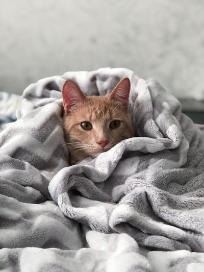 why cats get asthma