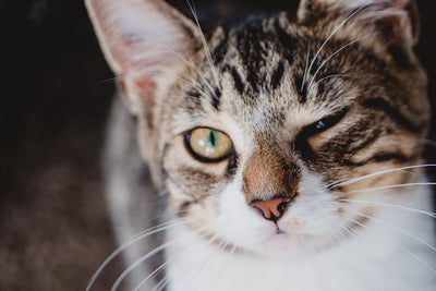 Why Cats Don't Blink Like Humans?
