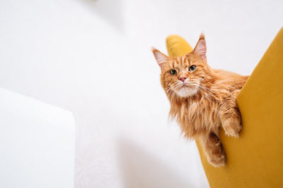 Top 20 Favorite Cat Types and Breeds in Malaysia for 2023