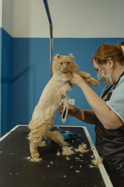 is cat grooming necessary