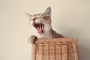 Can Cats Get a Sore Throat?
