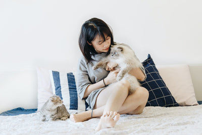 A girl holding a ragdoll cat and a mixed breed cat looking up from the couch