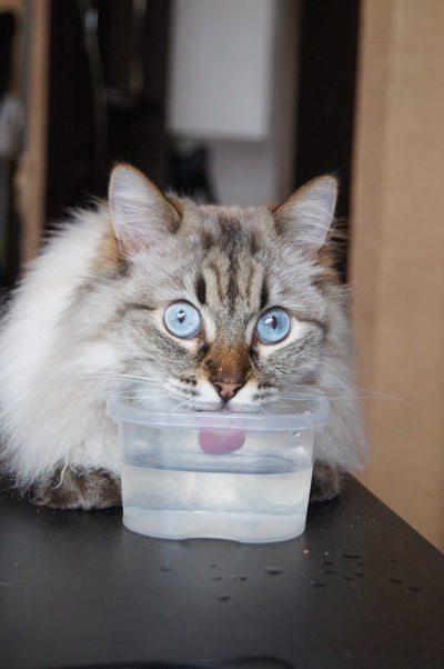 cat drinking water