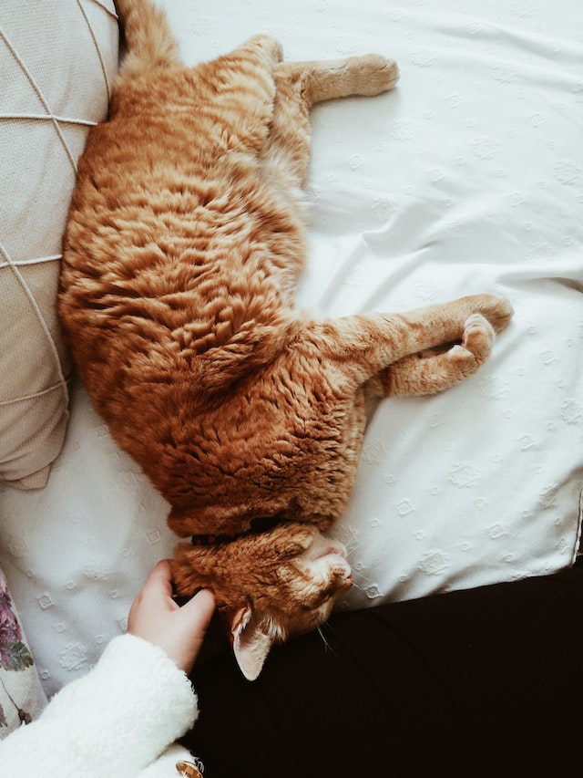 cat pouch